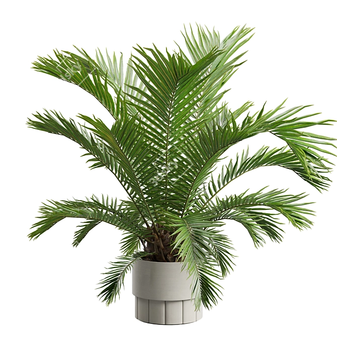 Exotic Sago Palm Ornamental Plant 3D model image 5