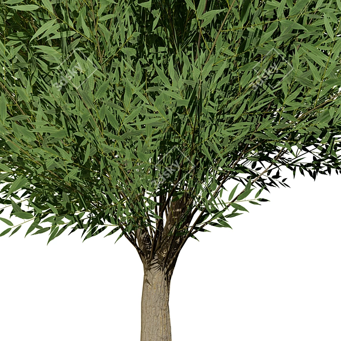 Low Poly Salix Alba Tree Pack 3D model image 3