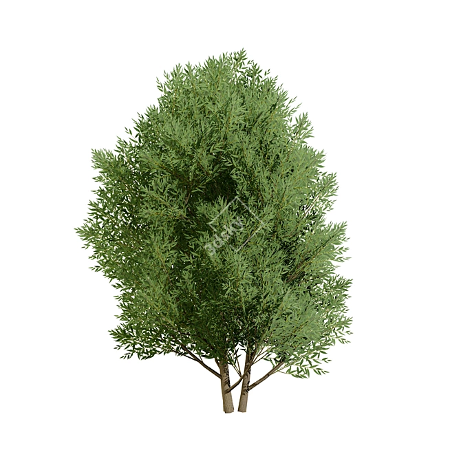 Low Poly Salix Alba Tree Pack 3D model image 6