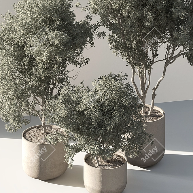 790 Olive Indoor Plant 3D model image 2