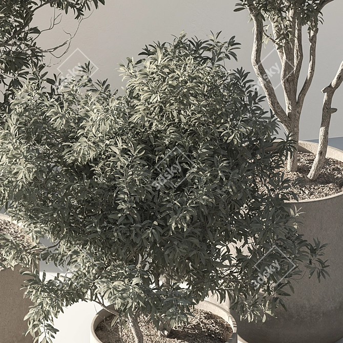 790 Olive Indoor Plant 3D model image 3