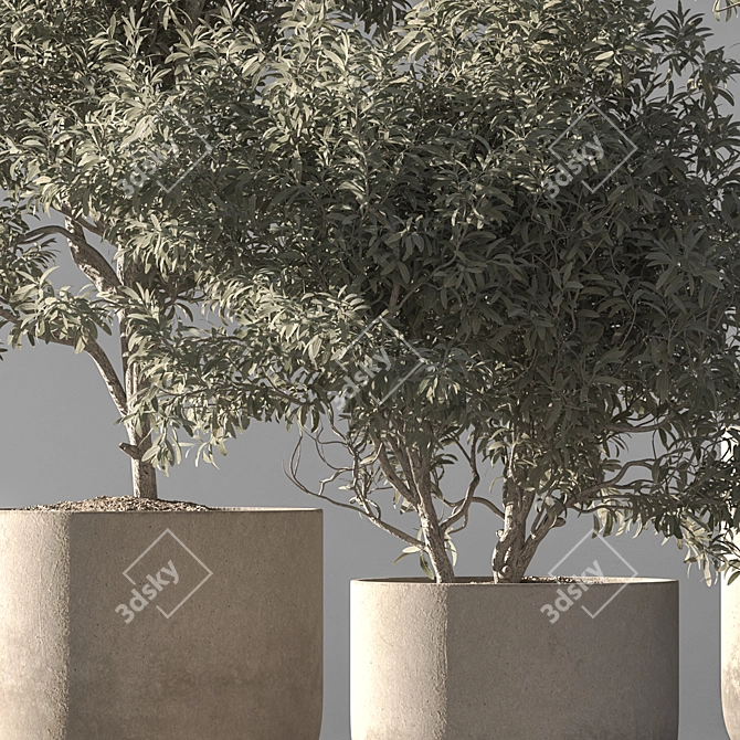 790 Olive Indoor Plant 3D model image 4