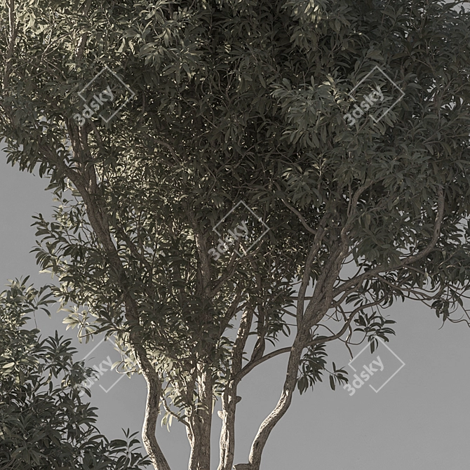790 Olive Indoor Plant 3D model image 5