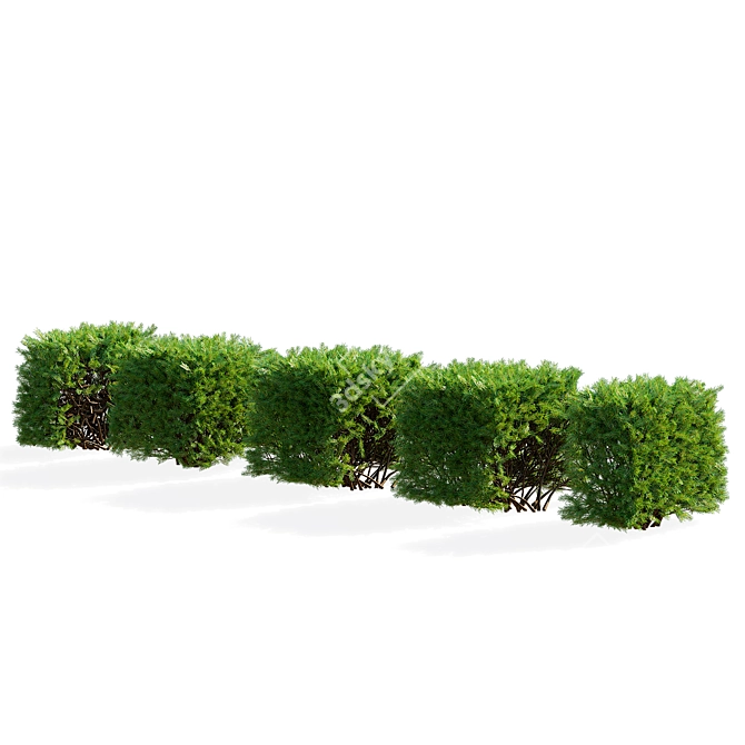 Picea Abies Hedge Assortment 3D model image 6