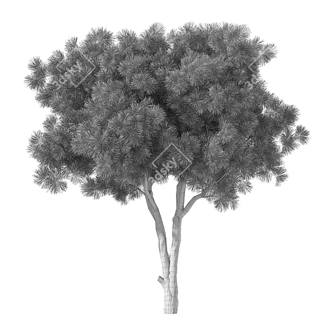 Sculpted Pine Tree No.132 3D model image 3