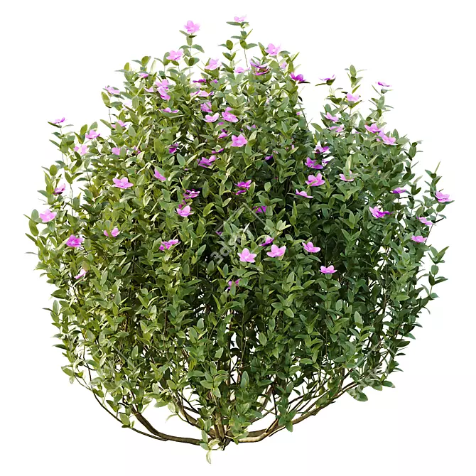 Tropical Tibouchina Semidecandra Bush 02 3D model image 3