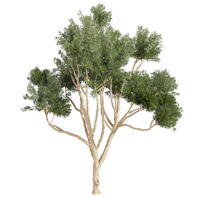 High-Quality Eucalyptus Tree Model 3D model image 2