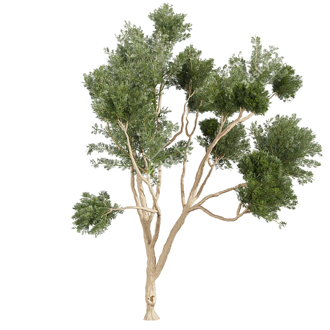 High-Quality Eucalyptus Tree Model 3D model image 3