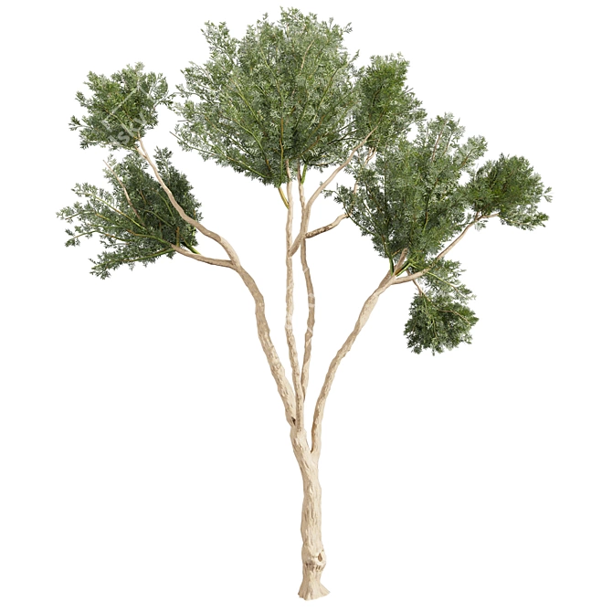 High-Quality Eucalyptus Tree Model 3D model image 4