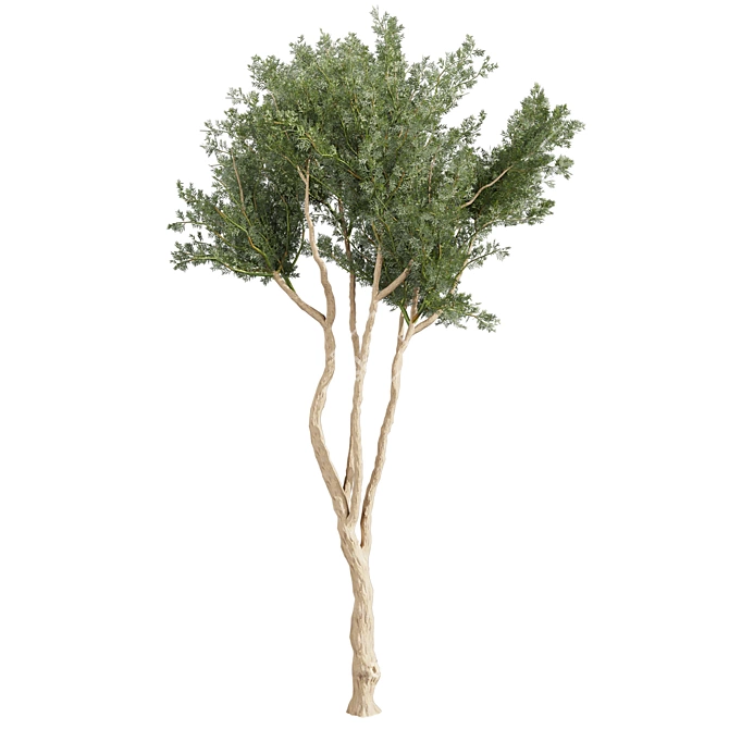 High-Quality Eucalyptus Tree Model 3D model image 6