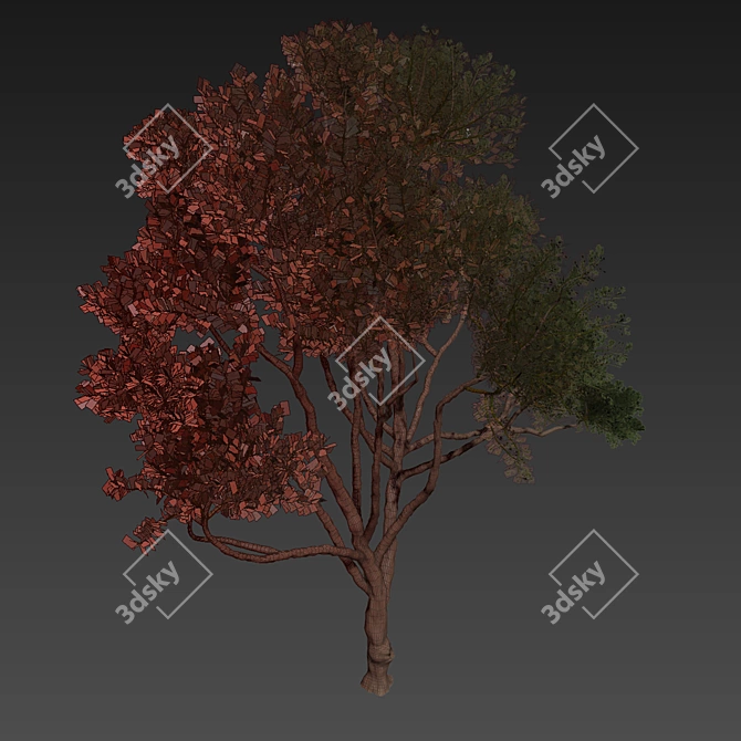 High-Quality Eucalyptus Tree Model 3D model image 7