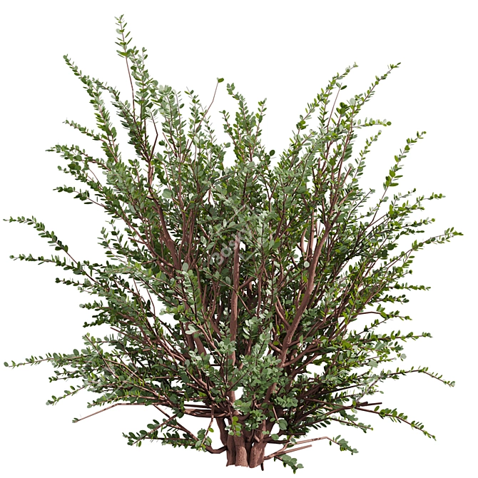 Premium Eucalyptus Websteriana Tree Model 3D model image 4