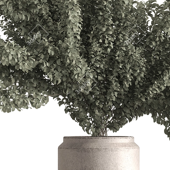 Ficus 787 - Potted Tree 3D model image 2