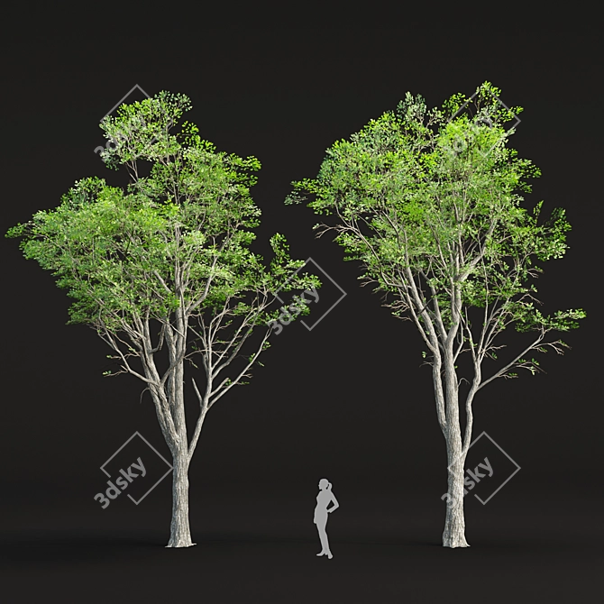 Realistic Oak Trees Model Vol.2 3D model image 2