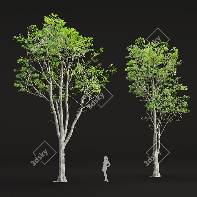 Realistic Oak Trees Model Vol.2 3D model image 3