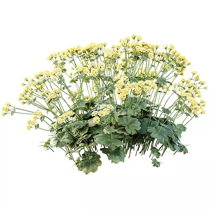Lady's Mantle 3D Plant Models 3D model image 2