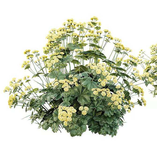 Lady's Mantle 3D Plant Models 3D model image 3