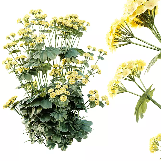 Lady's Mantle 3D Plant Models 3D model image 4