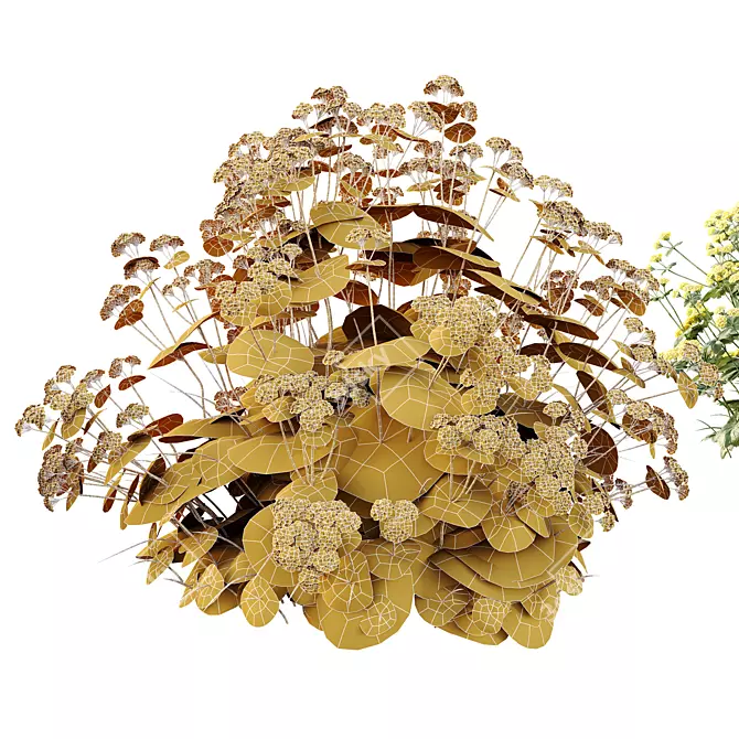 Lady's Mantle 3D Plant Models 3D model image 5