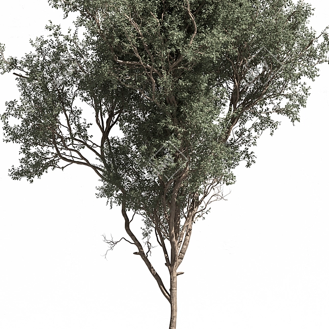 Russian Fig Tree Set 338 3D model image 3