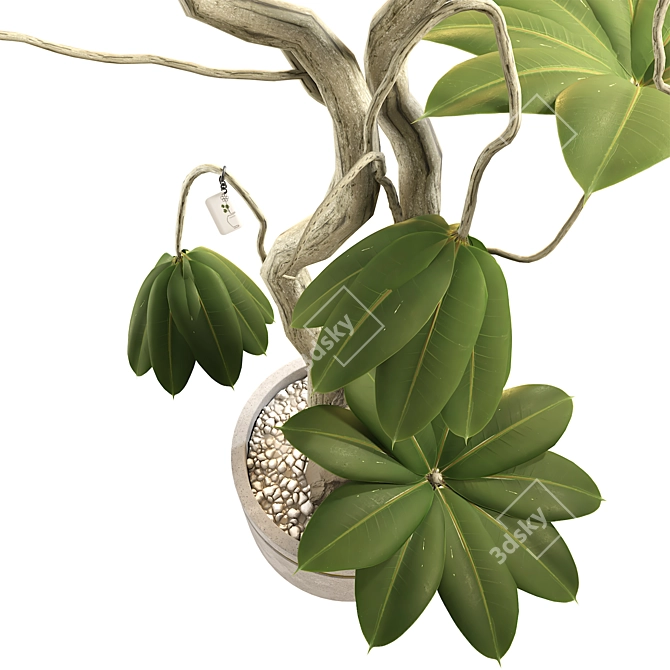 3D Plant & Decor Collection 3D model image 6