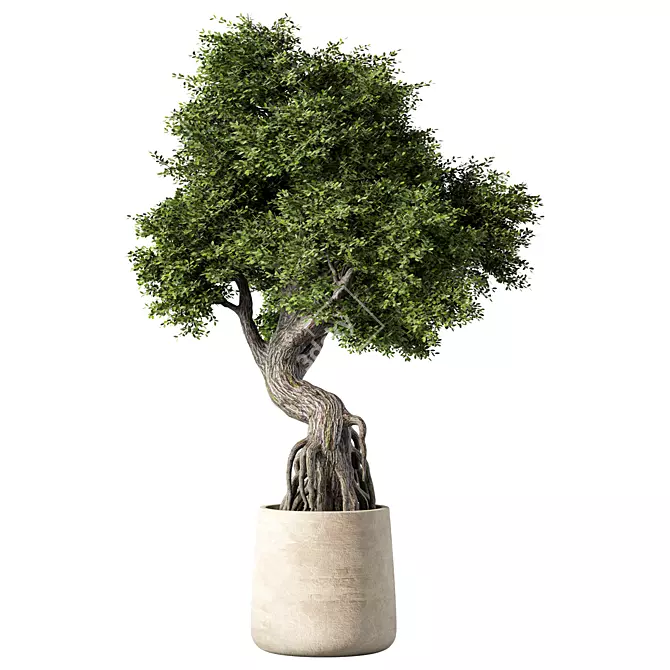 Zen Bonsai Tree Set 3D model image 3