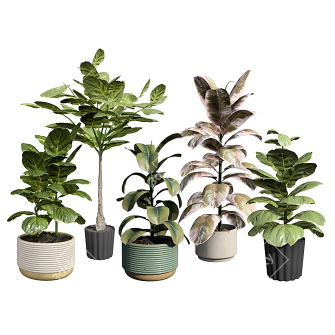 Modern Fiddle Leaf Fig Plant 3D model image 1