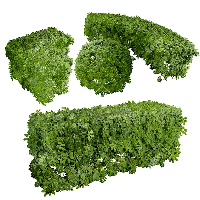 Realistic Boxwood 3D Model 3D model image 1