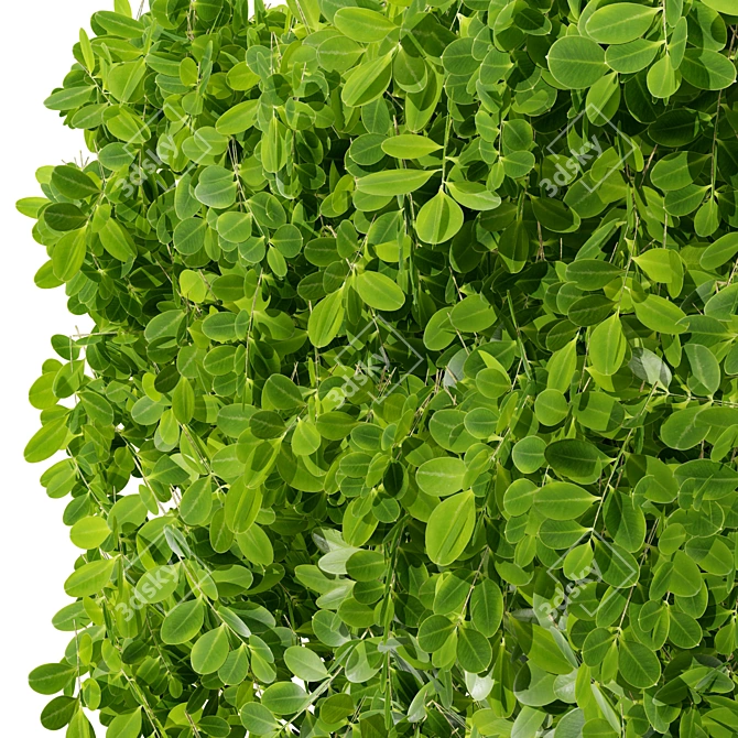 Realistic Boxwood 3D Model 3D model image 3