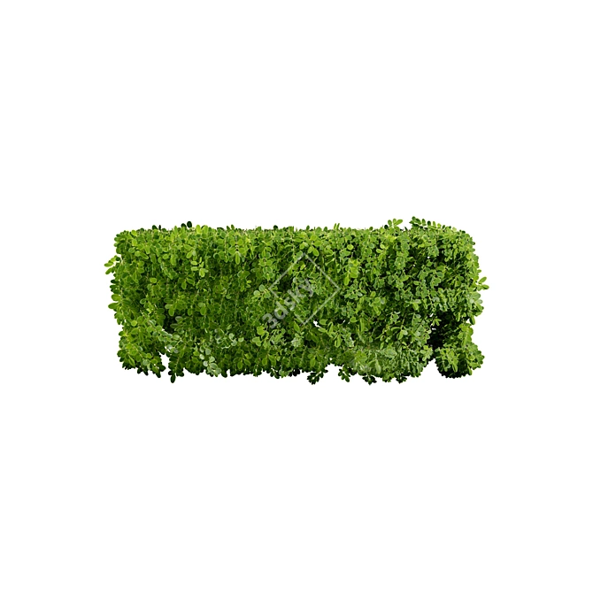 Realistic Boxwood 3D Model 3D model image 6