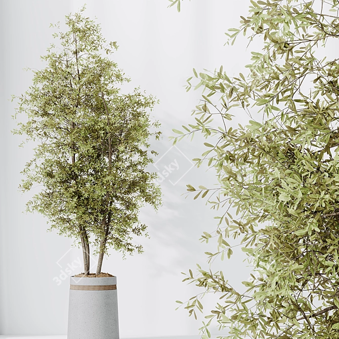 Versatile Indoor Olive Tree Set 3D model image 2