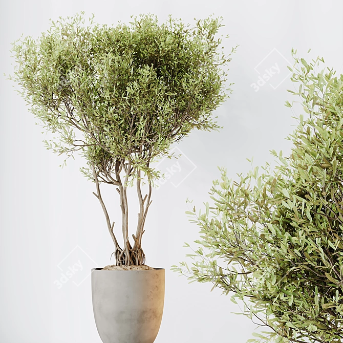 Versatile Indoor Olive Tree Set 3D model image 3