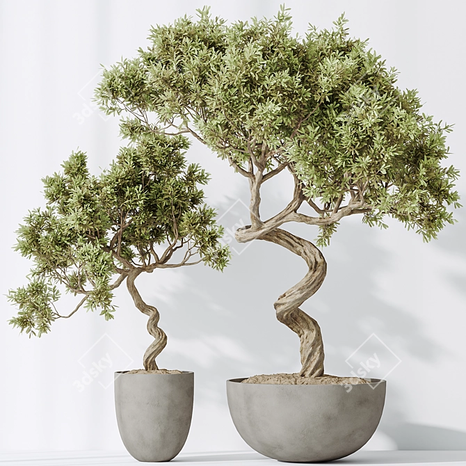 Versatile Indoor Olive Tree Set 3D model image 4