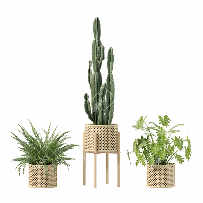 Botanical Rattan Pot Plants Collection 3D model image 3