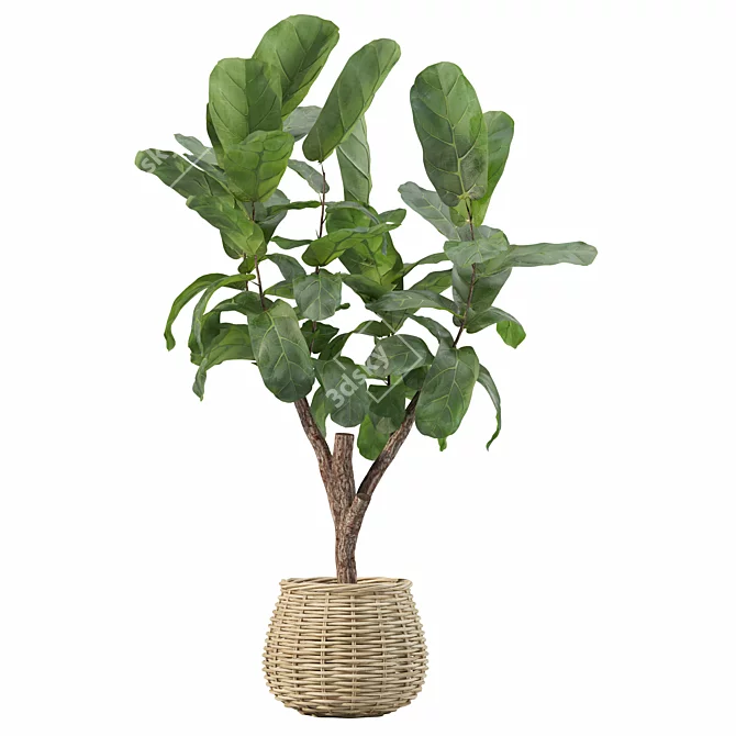 Botanical Rattan Pot Plants Collection 3D model image 4