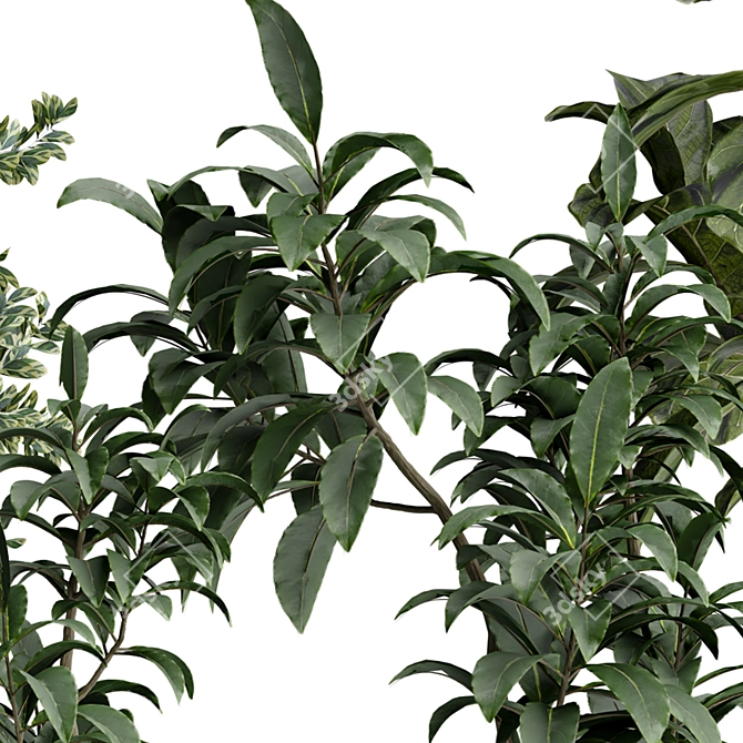 Indoor Plant 534 3D Model 3D model image 3