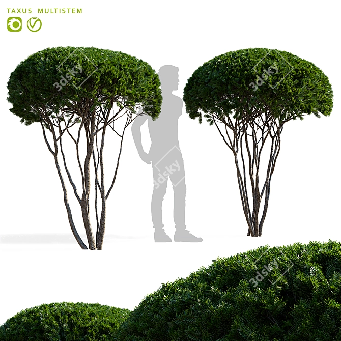 Multi-Stem Taxus 3D Model 3D model image 1