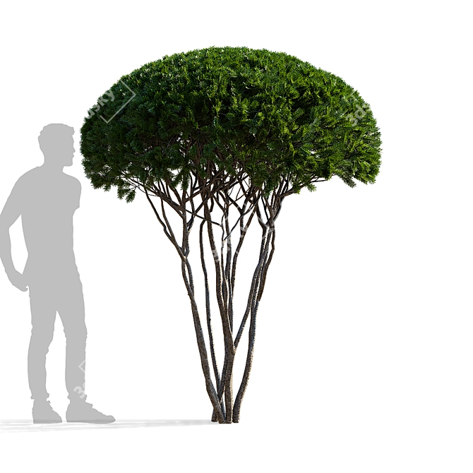 Multi-Stem Taxus 3D Model 3D model image 2