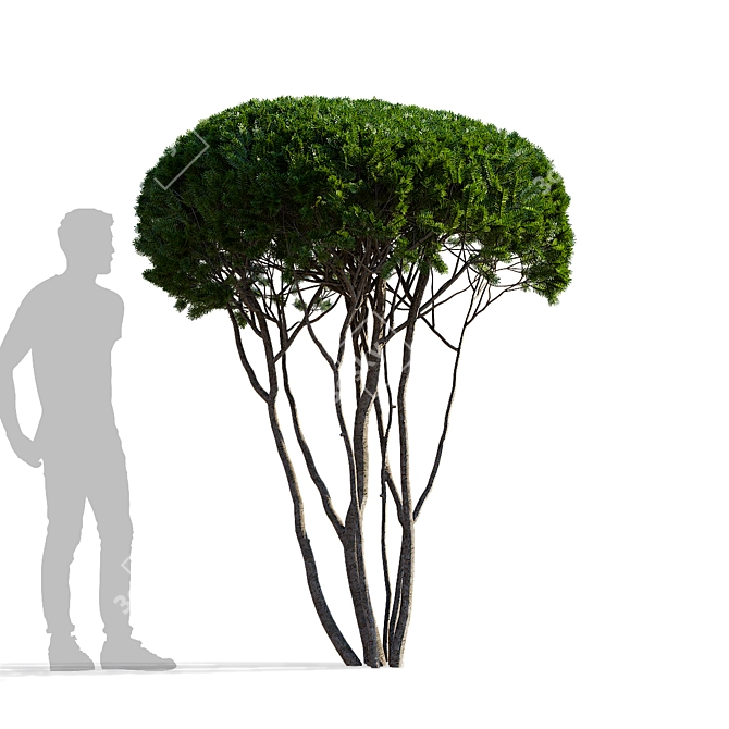 Multi-Stem Taxus 3D Model 3D model image 3