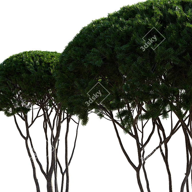 Multi-Stem Taxus 3D Model 3D model image 6