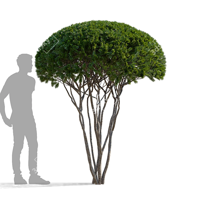 Multi-Stem Taxus 3D Model 3D model image 8