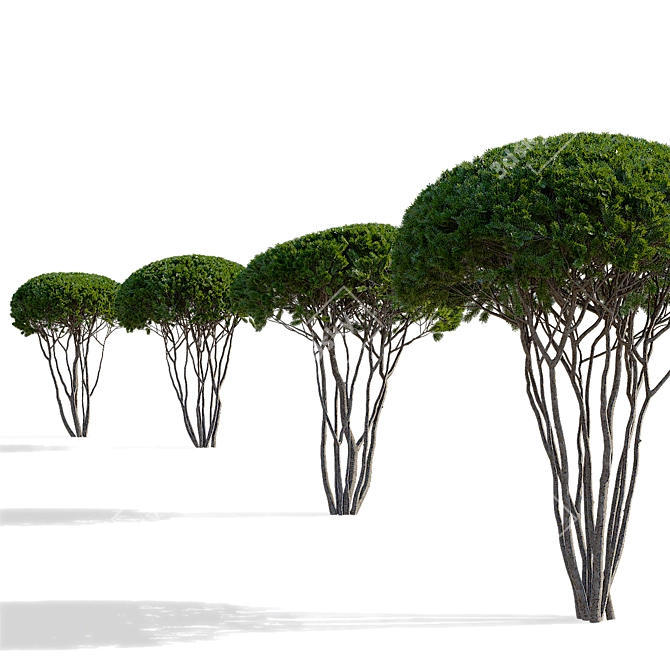 Multi-Stem Taxus 3D Model 3D model image 11