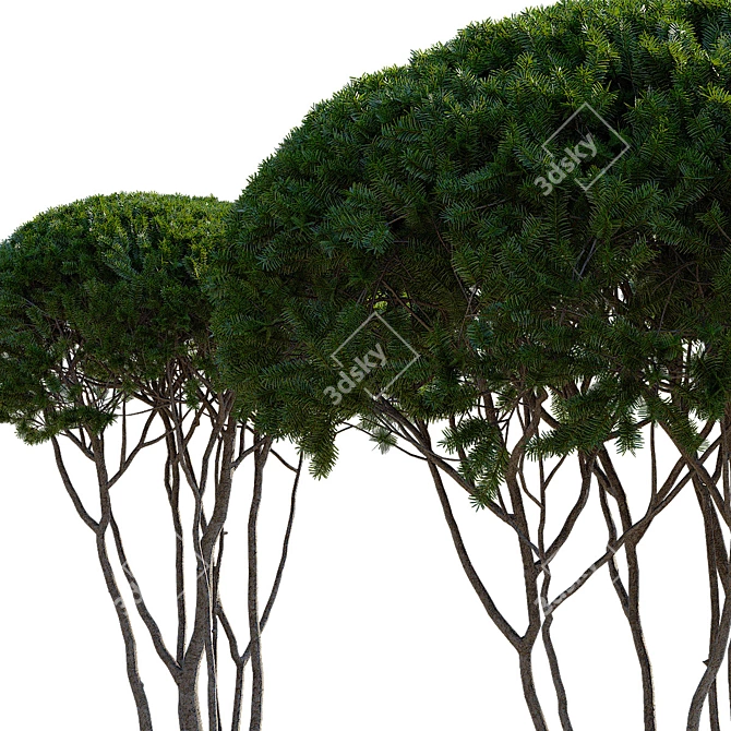 Multi-Stem Taxus 3D Model 3D model image 12