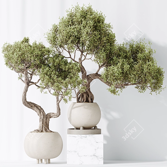 Dual Ficus Bonsai Set Optimal 3D model image 4