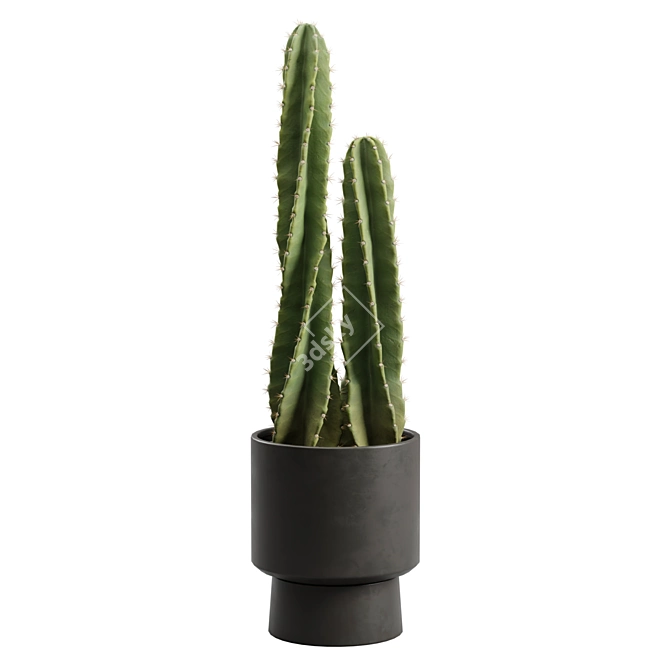 Peruvian Cacti Ornamental Elegance 3D model image 2