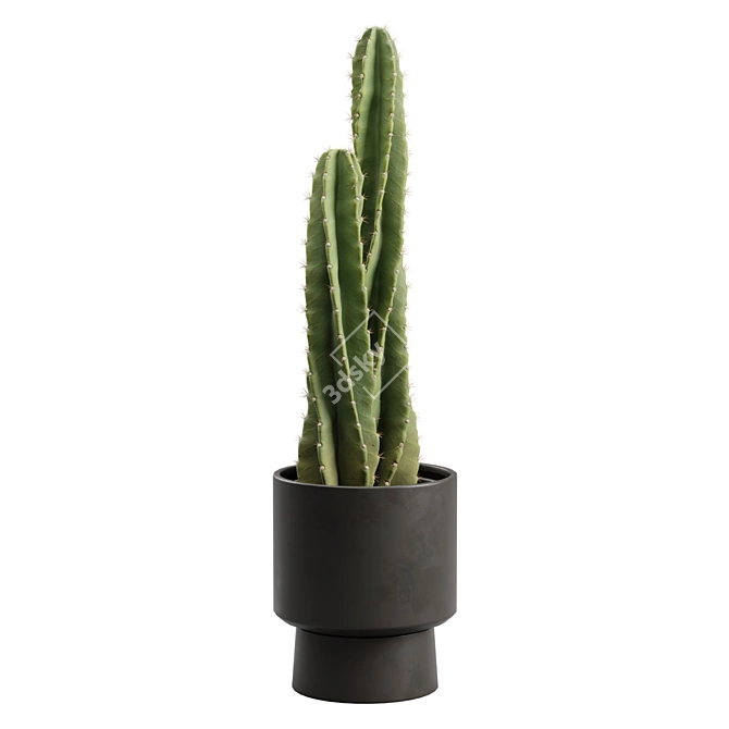 Peruvian Cacti Ornamental Elegance 3D model image 5