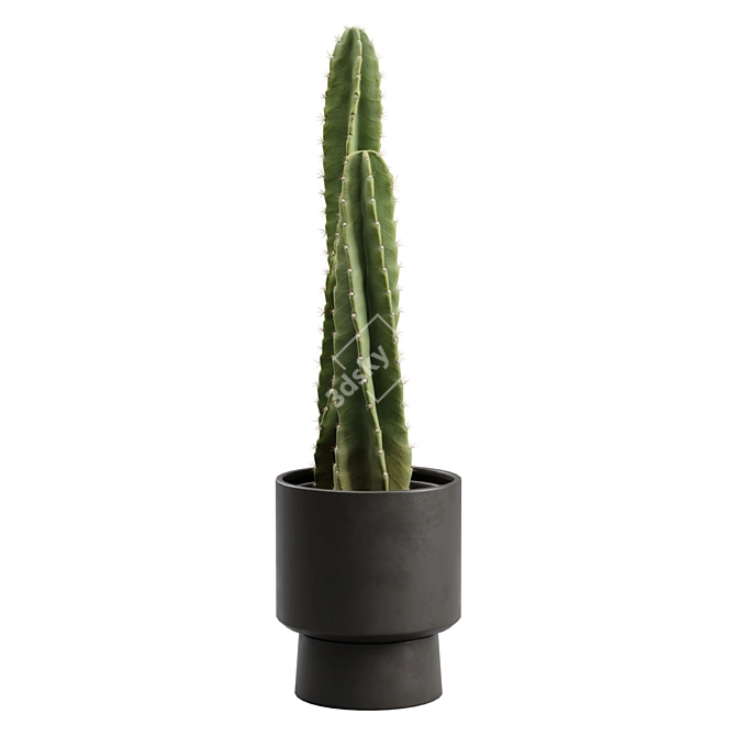 Peruvian Cacti Ornamental Elegance 3D model image 6