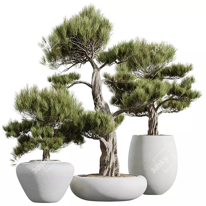 Elegant Olive Tree Trio Set 3D model image 1