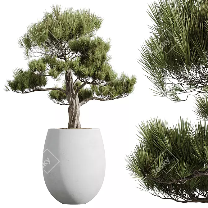 Elegant Olive Tree Trio Set 3D model image 2