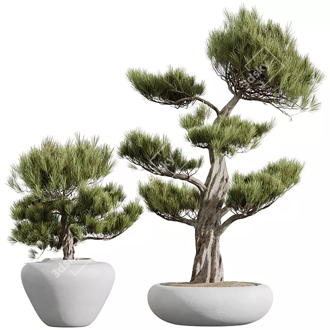 Elegant Olive Tree Trio Set 3D model image 3